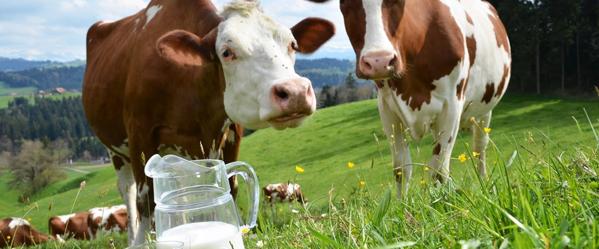 Samsun Günlük Süt